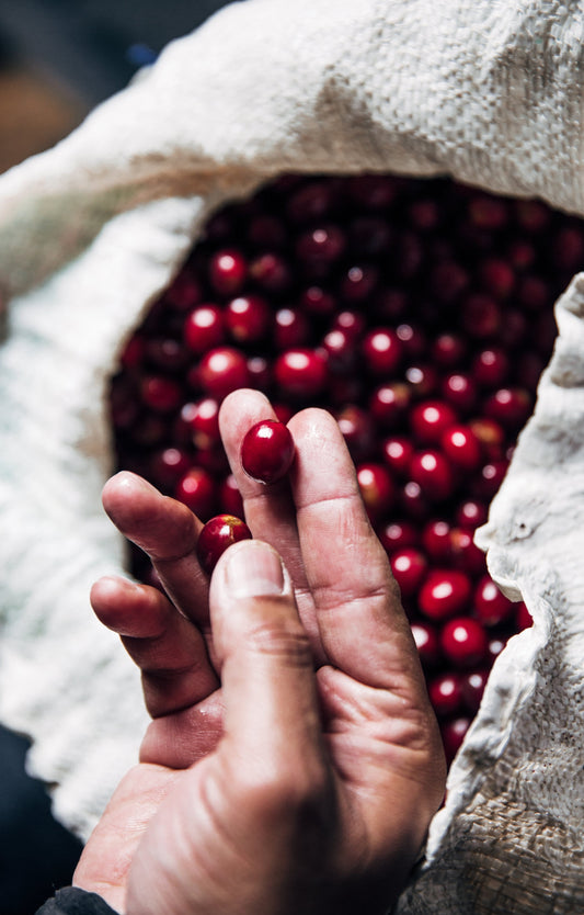 Why Single Origin Colombian Coffee Beans Stand Out