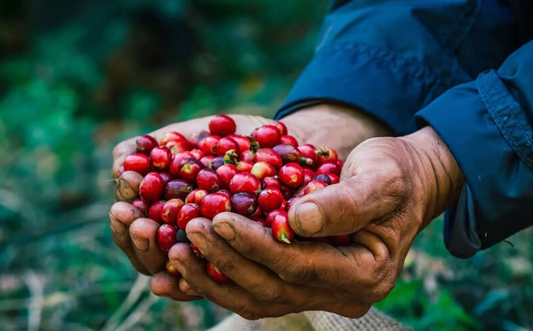 Sustainable Coffee Sourcing Explained